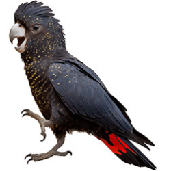 Red-Tailed Black Cockatoo